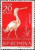 Eurasian Spoonbill (Platalea leucorodia)