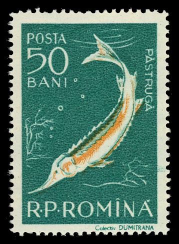 Starry Sturgeon (Acipenser stellatus)