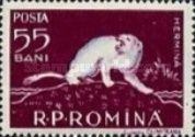 Stoat (Mustela erminea)