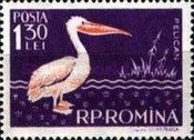 Great White Pelican (Pelecanus onocrotalus)