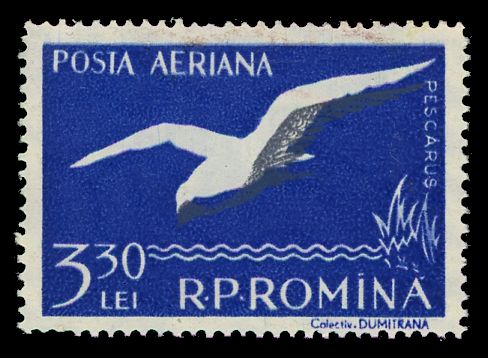 Black-headed Gull (Larus ridibundus)