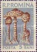 Parasol Mushroom (Lepiota procera)