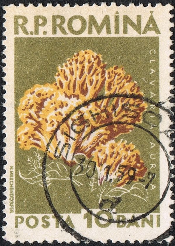 Golden Coral Fungus (Clavaria aurea)