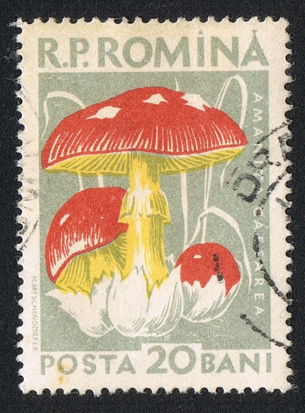 Caesar's Mushroom (Amanita caesarea)