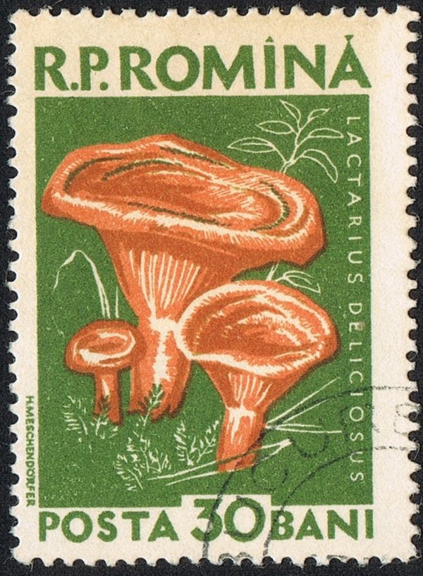 Delicious Milk Cap (Lactarius deliciosus)