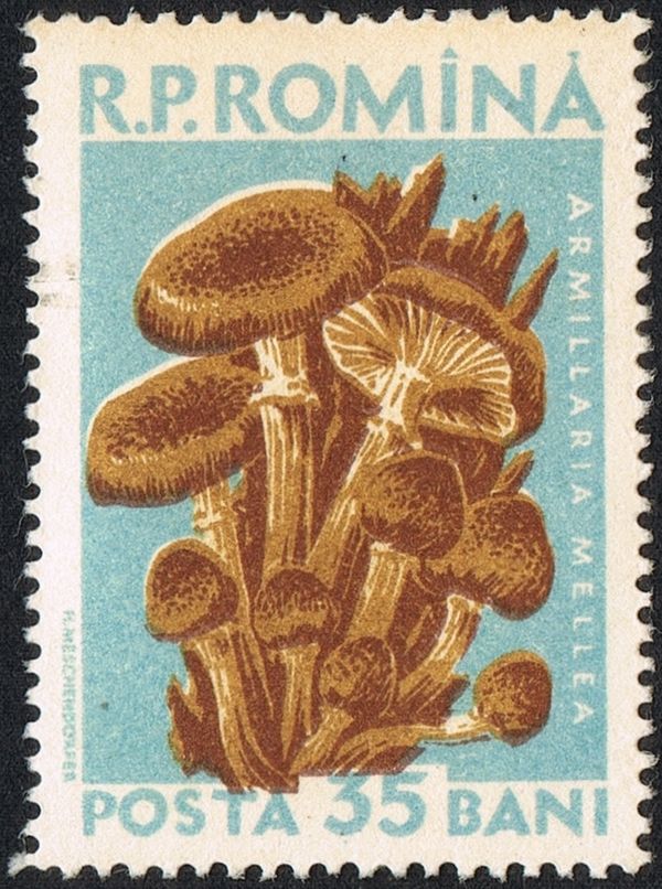 Honey Fungus (Armillaria mellea)