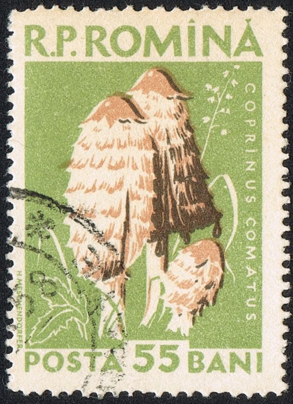 Shaggy Ink Cap (Coprinus comatus)