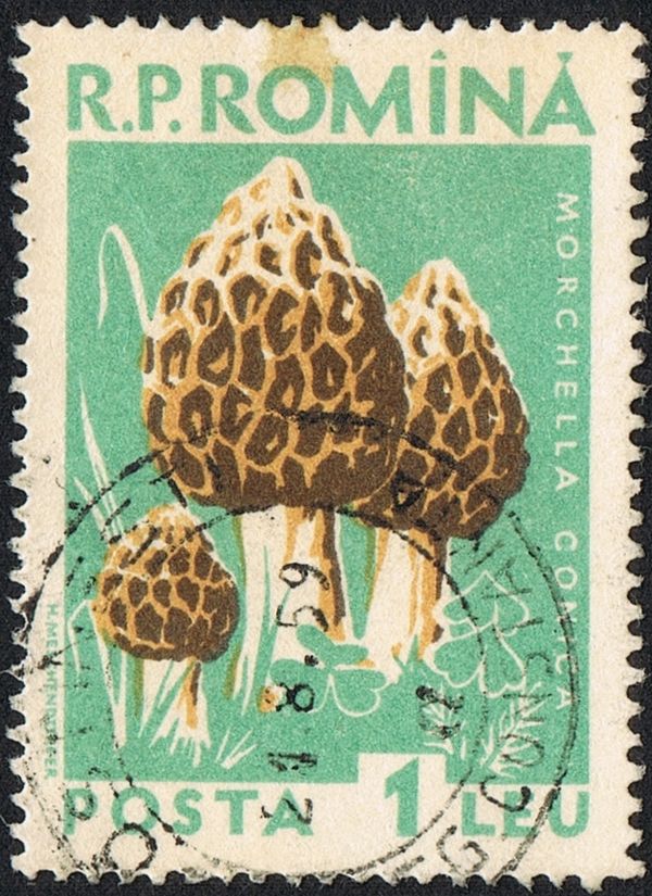 Pointed morel (Morchella conica)