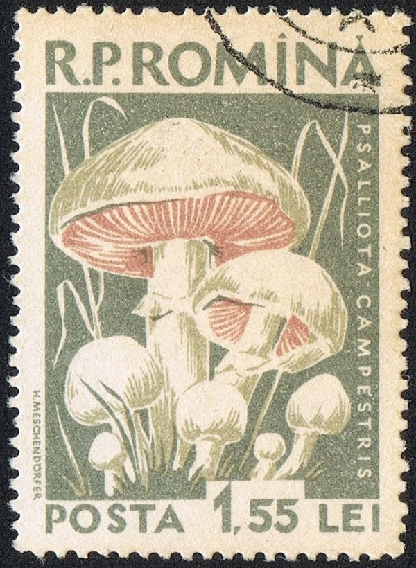 Meadow Mushroom (Psalliota campestris)