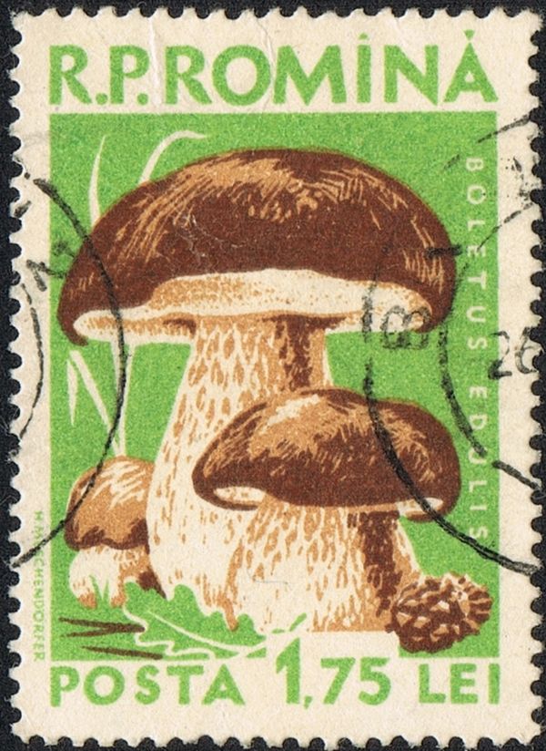 Porcini Mushroom (Boletus edulis)