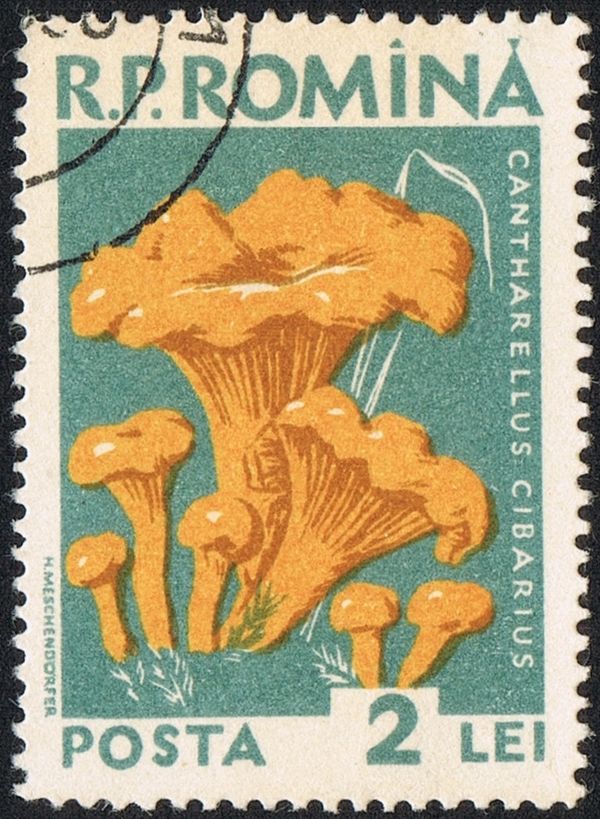 Chanterelle (Cantharellus cibarius)