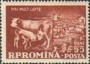 Cattle (Bos primigenius taurinus), Cow with Calf