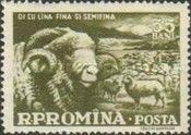 Domestic Sheep (Ovis ammon aries), Ram