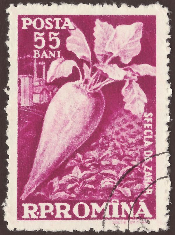 Sugar beet (Beta vulgaris var. altissima) & sugar factory