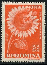 Sunflower (Helianthus annuus) with bee