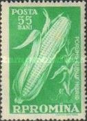 Maize (Zeya mais)