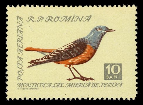 Rock Thrush (Monticola saxatilis)