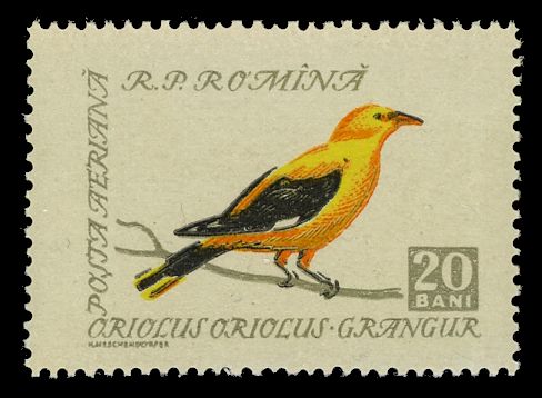 Golden Oriole (Oriolus oriolus)