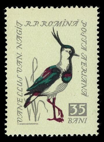 Northern Lapwing (Vanellus vanellus)