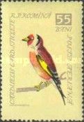 European Goldfinch (Carduelis carduelis)