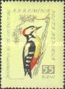 Great Spotted Woodpecker (Dendrocopos major)