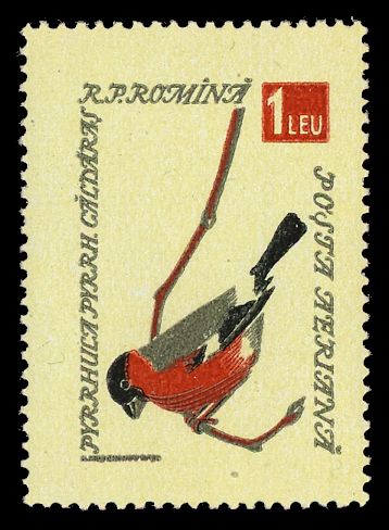 Eurasian Bullfinch (Pyrrhula pyrrhula)