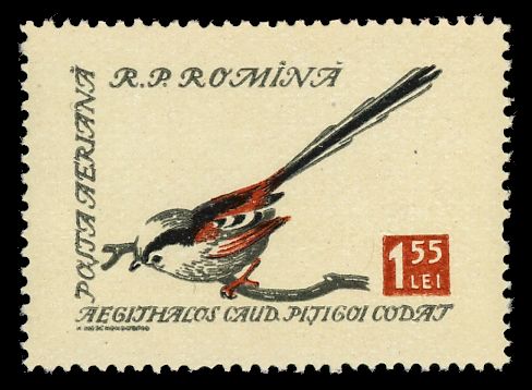 Long-tailed Tit (Aegithalos caudatus)