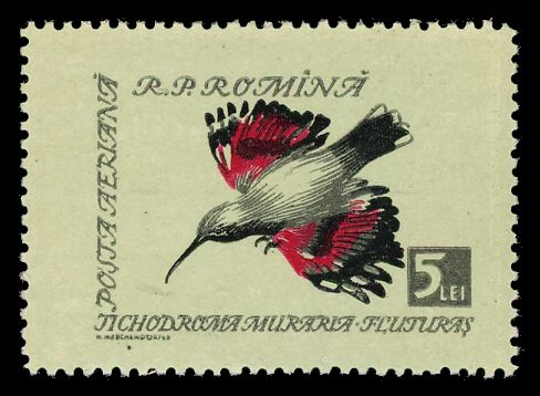 Wallcreeper (Tichodroma muraria)