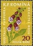 Foxglove (Digitalis purpurea)