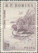 Common Shelduck (Tadorna tadorna)