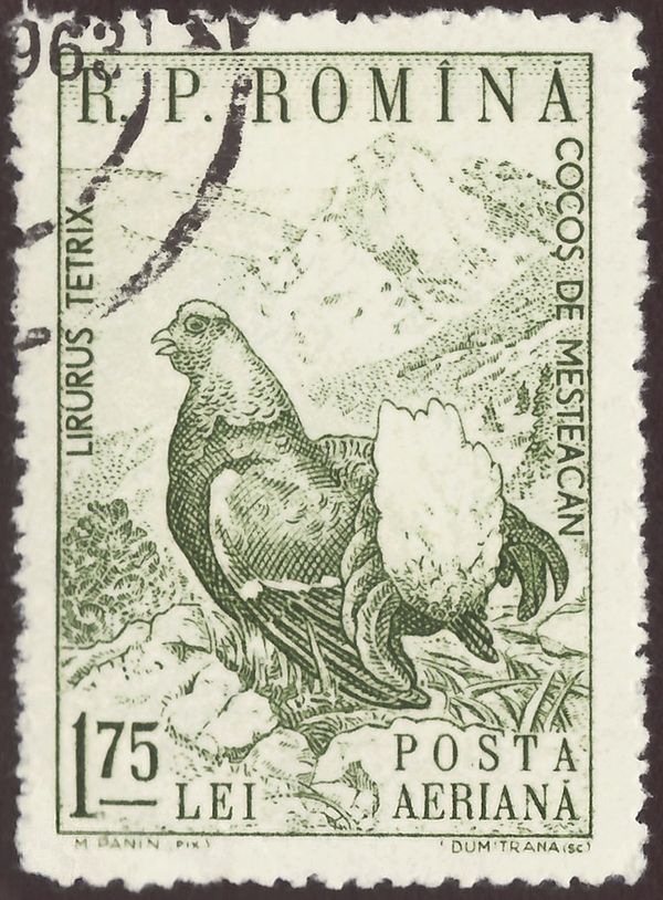Black Grouse (Lyrurus tetrix)