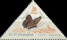 Poplar Admiral (Limenitis populi)