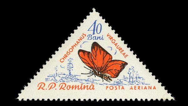 Scarce Copper (Chrysophanus virgaureae)