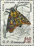 African death's-head hawkmoth (Acherontia atropos)