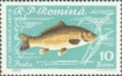 Common Carp (Cyprinus carpio)