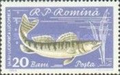 Zander (Lucioperca lucioperca)