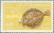 Black-Sea Turbot (Scophthalmus maeoticus)