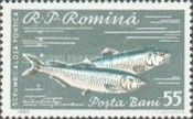 Pontic Shad (Alosa pontica)