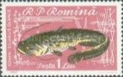 Wels Catfish (Silurus glanis)