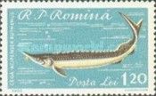 Sterlet (Acipenser ruthenus)