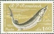 European Sturgeon (Huso huso)