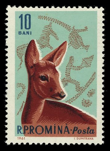 Western Roe Deer (Capreolus capreolus)