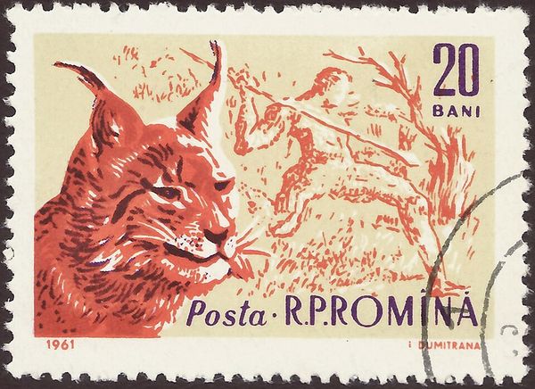 Eurasian Lynx (Lynx lynx)