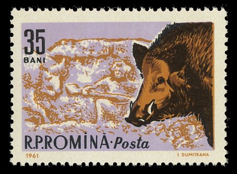 Wild Boar (Sus scrofa)