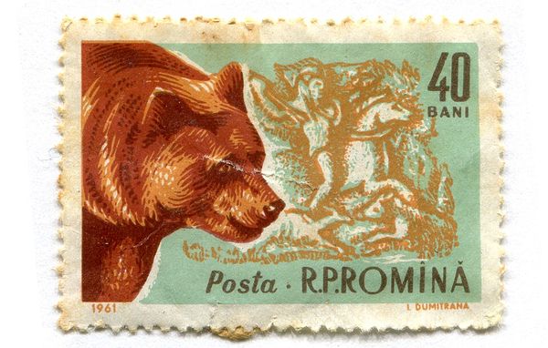 Brown Bear (Ursus arctos)
