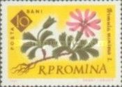 Dwarf Primrose (Primula minima)
