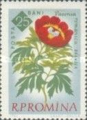 Peony (Paeonia romanica)