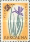 Algerian Iris (Iris brandzae)