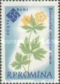 Carpathian Buttercup (Ranunculus carpathicus)
