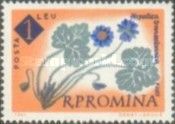 Liverwort (Hepatica angulosa)